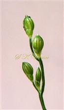  Spikelet pairs